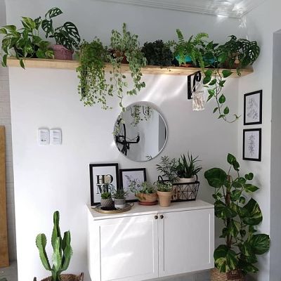 Canto da sala decorada com plantas diversas.