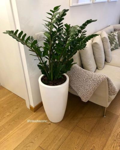 Plantas na sala - plantas para apartamento