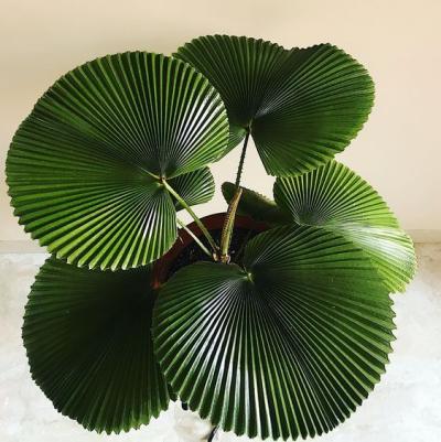 Planta de sol pleno - palmeira leque no vaso 