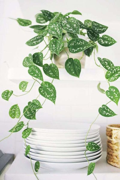Plantas para cozinha - planta jibóia