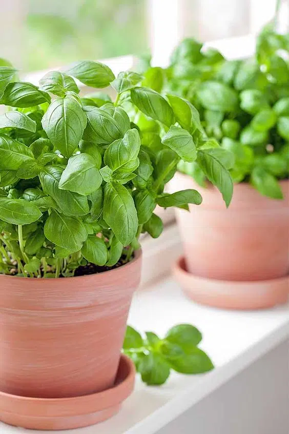 como plantar manjericão no vaso