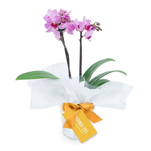 Flor orquídea para presente dia das mães