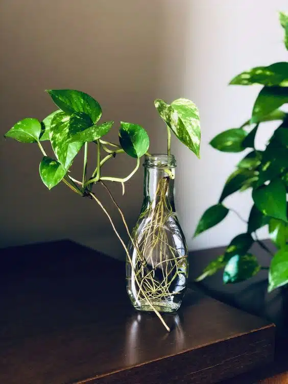 planta jibóia cultivada na água