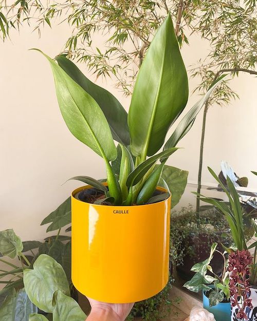 Planta para dentro de casa - pacová