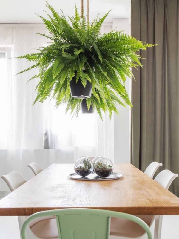 Plantas pendentes fáceis de cuidar
