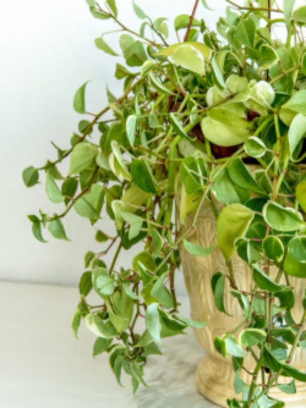 cropped-Peperomia-pendente-1.jpeg