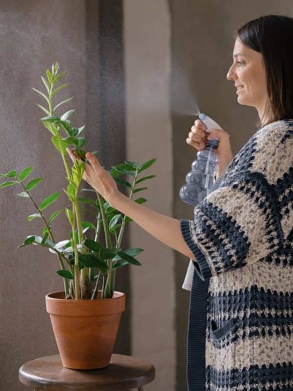 Planta Zamioculcas