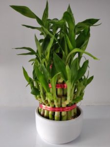 Bambu da Sorte no vaso com fita vermelha: como cuidar, significados + inspirações de mudas