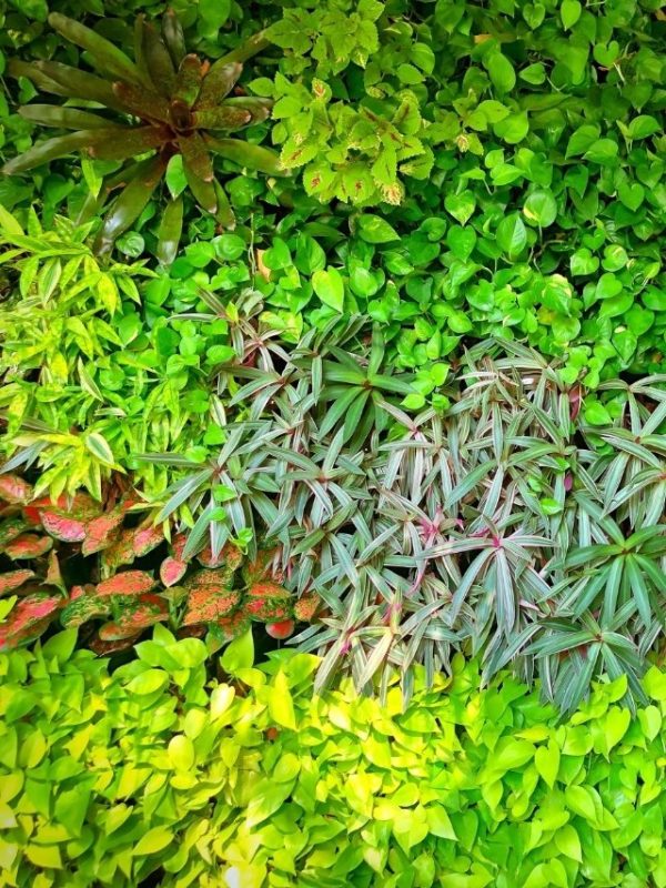 Jardim vertical decoração