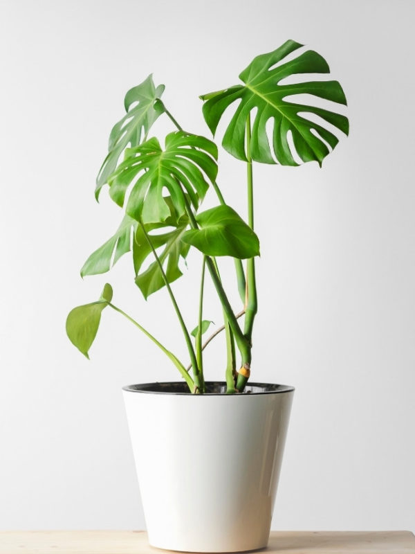 planta monstera deliciosa - costela de adão