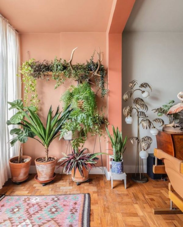 Sala com plantas - tendências de decoração
