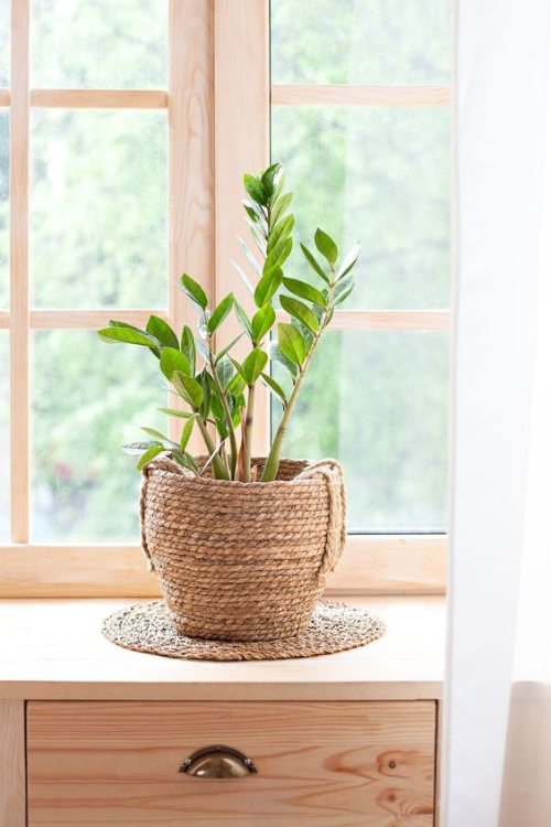 Zamioculcas: como utilizar a planta na sua decoração