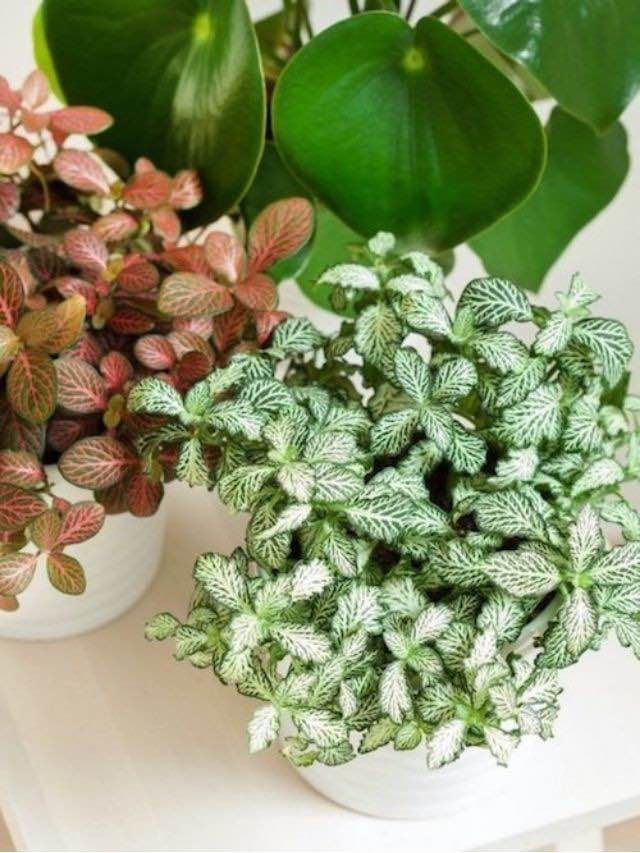 7 plantas perfeitas para casa