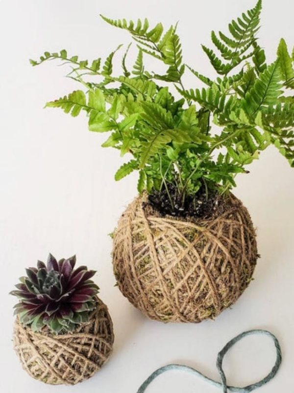 Kokedamas