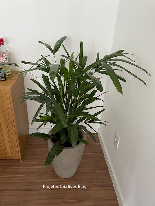 7 Plantas para Apartamento Pequeno