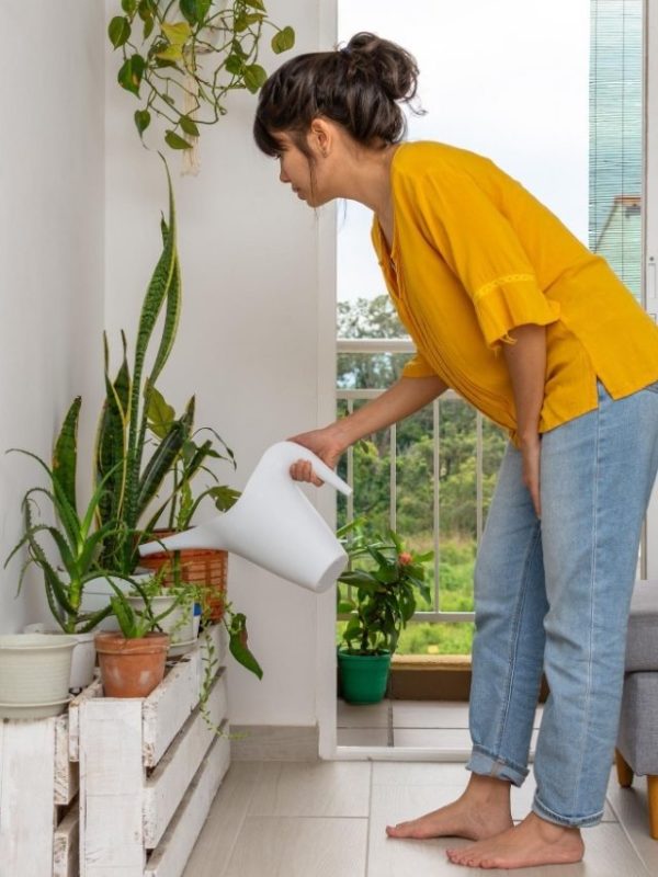 Plantas de sombra para apartamento