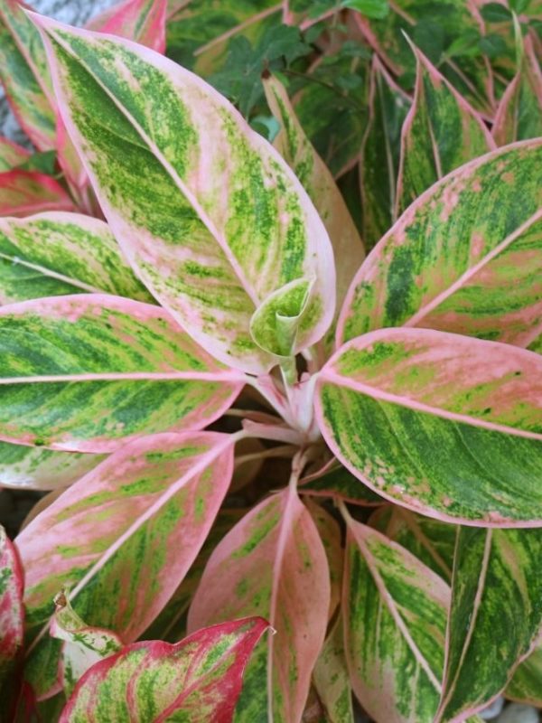 Aglaonema