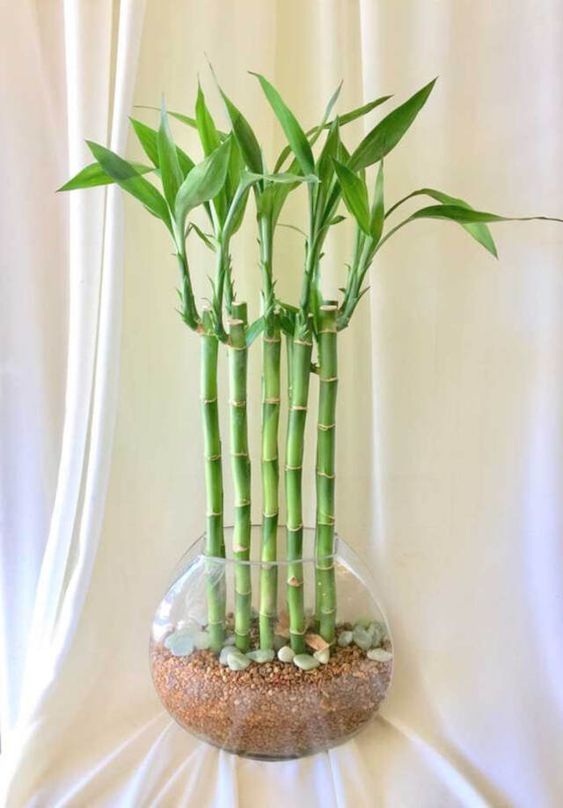 Bambu da Sorte: como cuidar, significados e inspirações de mudas