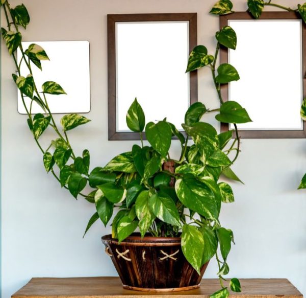 Planta Jibóia - plantas para home office