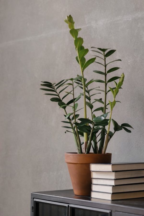 Plantas para Home Office: 10 plantas perfeitas para o seu escritório Planta Zamioculcas na decoração de casa