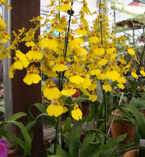 Orquídeas: 10 tipos de Orquídeas e dicas de como cuidar