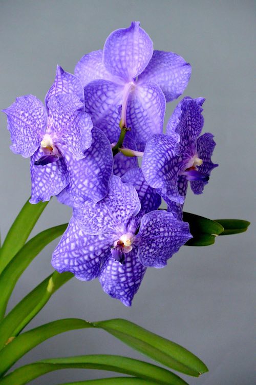 Orquídea Vanda 