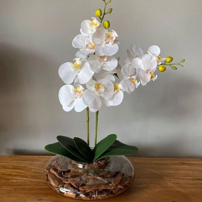 Tipos de orquídeas