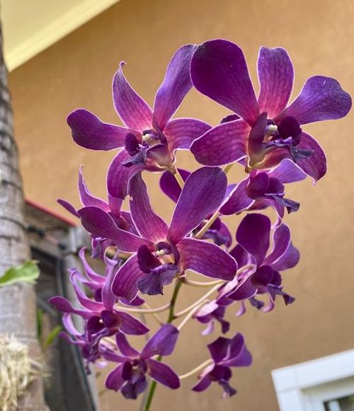 Orquídea roxa denphal