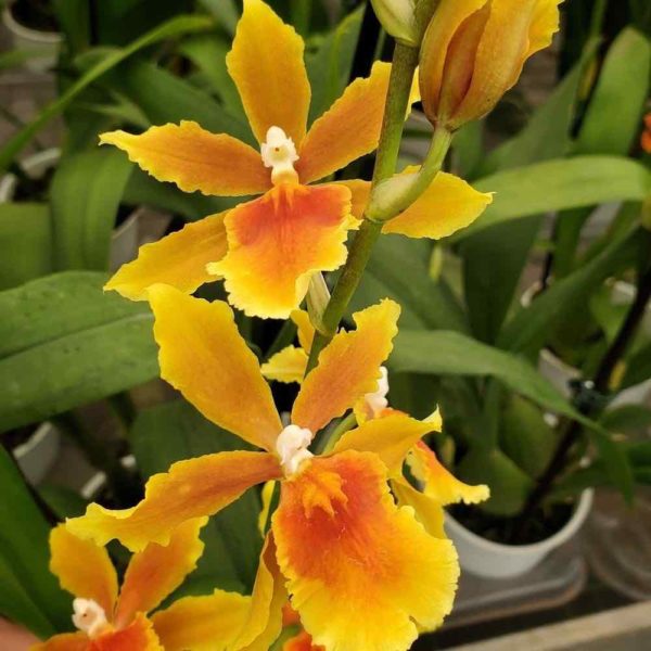 Orquídea amarela