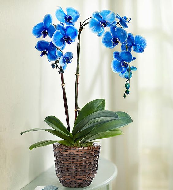 Orquídea azul Phalaenopsis