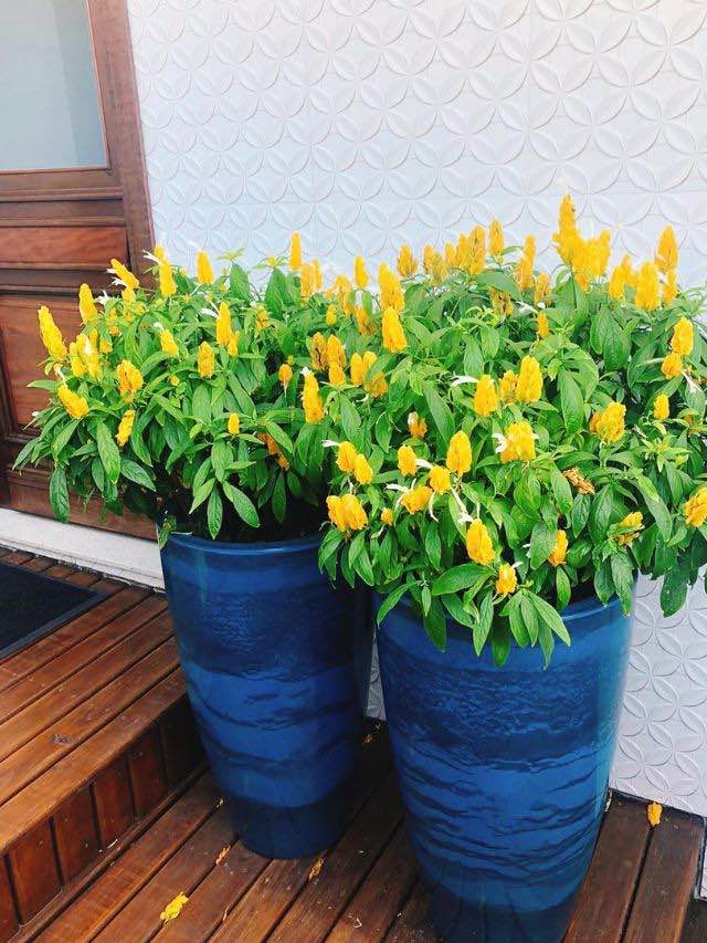 Camarão Amarelo: uma linda planta que atrai beija-flores | Projetos  Criativos Blog