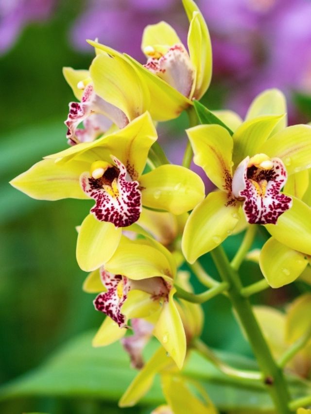5 tipos de lindas Orquídeas para ter em casa! | Projetos Criativos Blog