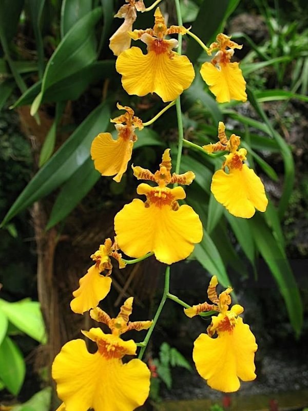 Orquídea Chuva de Ouro (Oncidium) com flores amarelas vibrantes em cascata