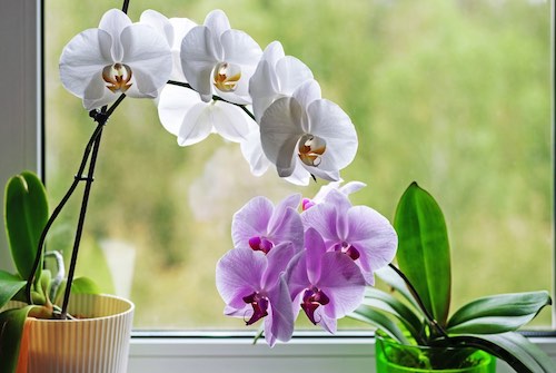 Orquídeas Phalaenopsis branca e roxa