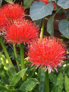 Plantas Vermelhas que vão acrescentar cor no seu jardim