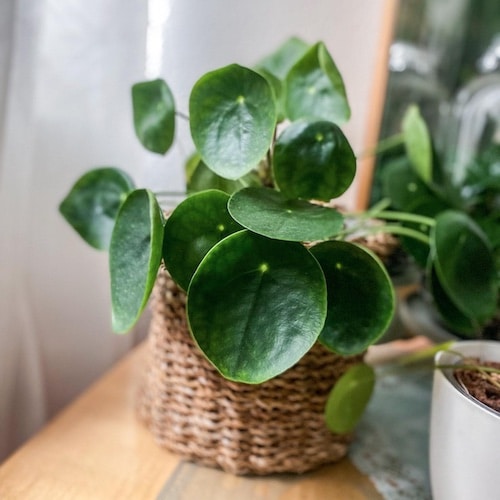 planta pilea - planta do dinheiro