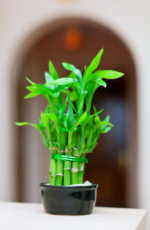 bambu da sorte - planta aquática
