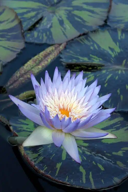 planta aquatica ninfeia