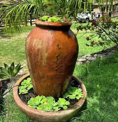 planta alface d'agua na água
