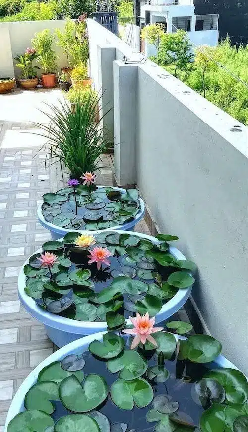 plantas aquáticas: ninfeias