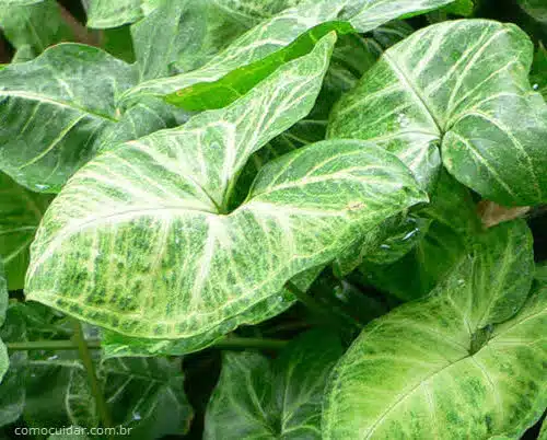 planta aquática singônio 