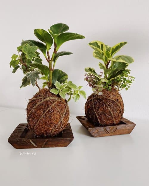 Kokedama: o que é, como fazer e como cuidar Kokedama: o que é, como fazer e como cuidar