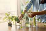 plantas aquaticas para ter em casa