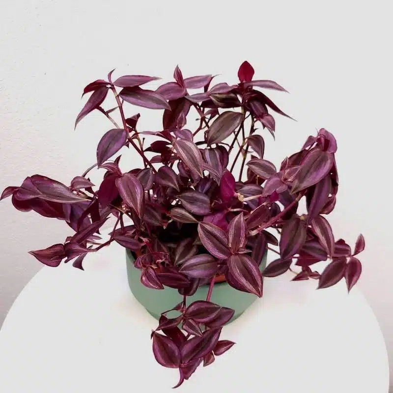 lambari roxo - planta aquática