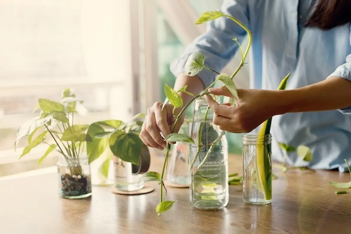 plantas aquaticas para ter em casa